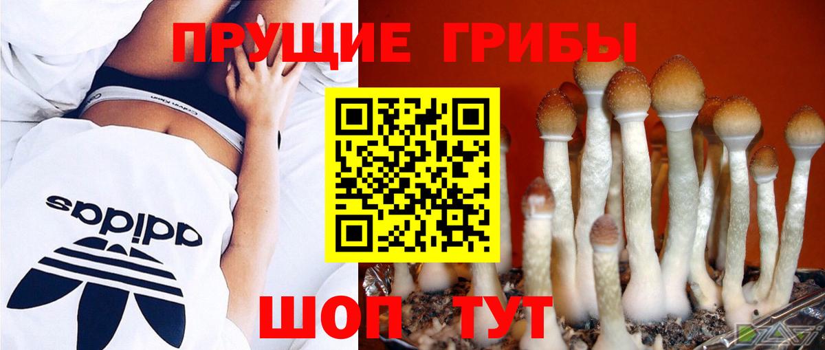 Чайковский  Псилоцибиновые грибы мицелий  Вход с VPN 
